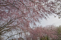 龍安寺
