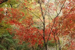 森林植物園