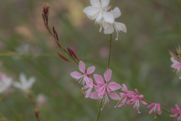 ��ޥ�⥽��