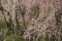 龍安寺