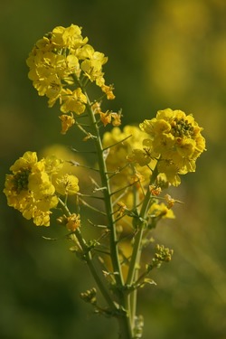菜の花