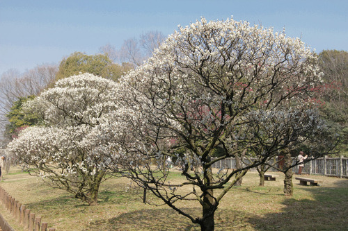 荒山公園の梅