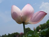 蓮1
