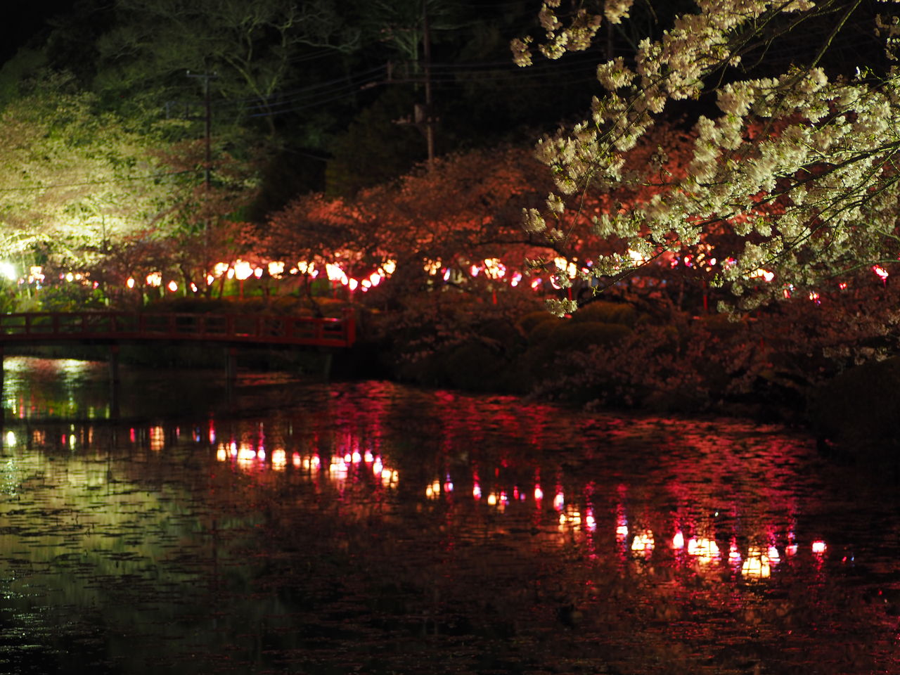 13日目 4月9日 茂原公園 夜 桜 ライトアップ 自転車日本一周生存報告