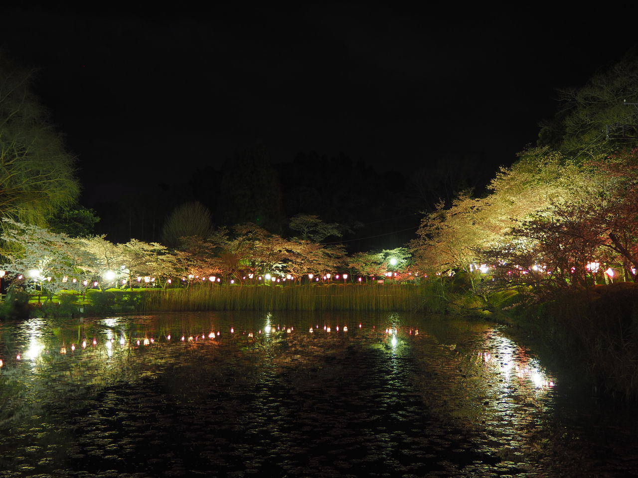 13日目 4月9日 茂原公園 夜 桜 ライトアップ 自転車日本一周生存報告