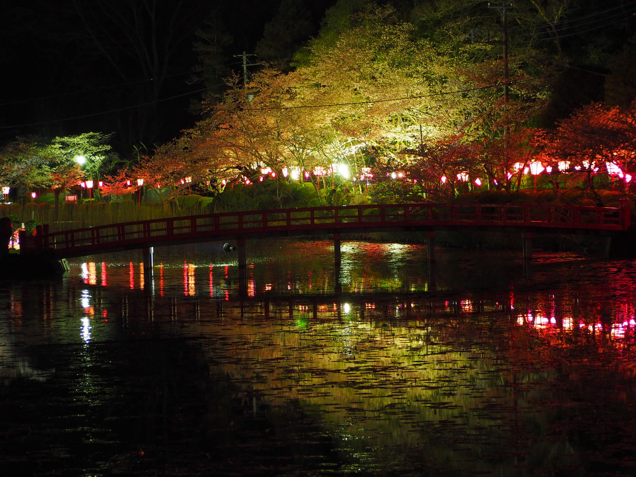 13日目 4月9日 茂原公園 夜 桜 ライトアップ 自転車日本一周生存報告