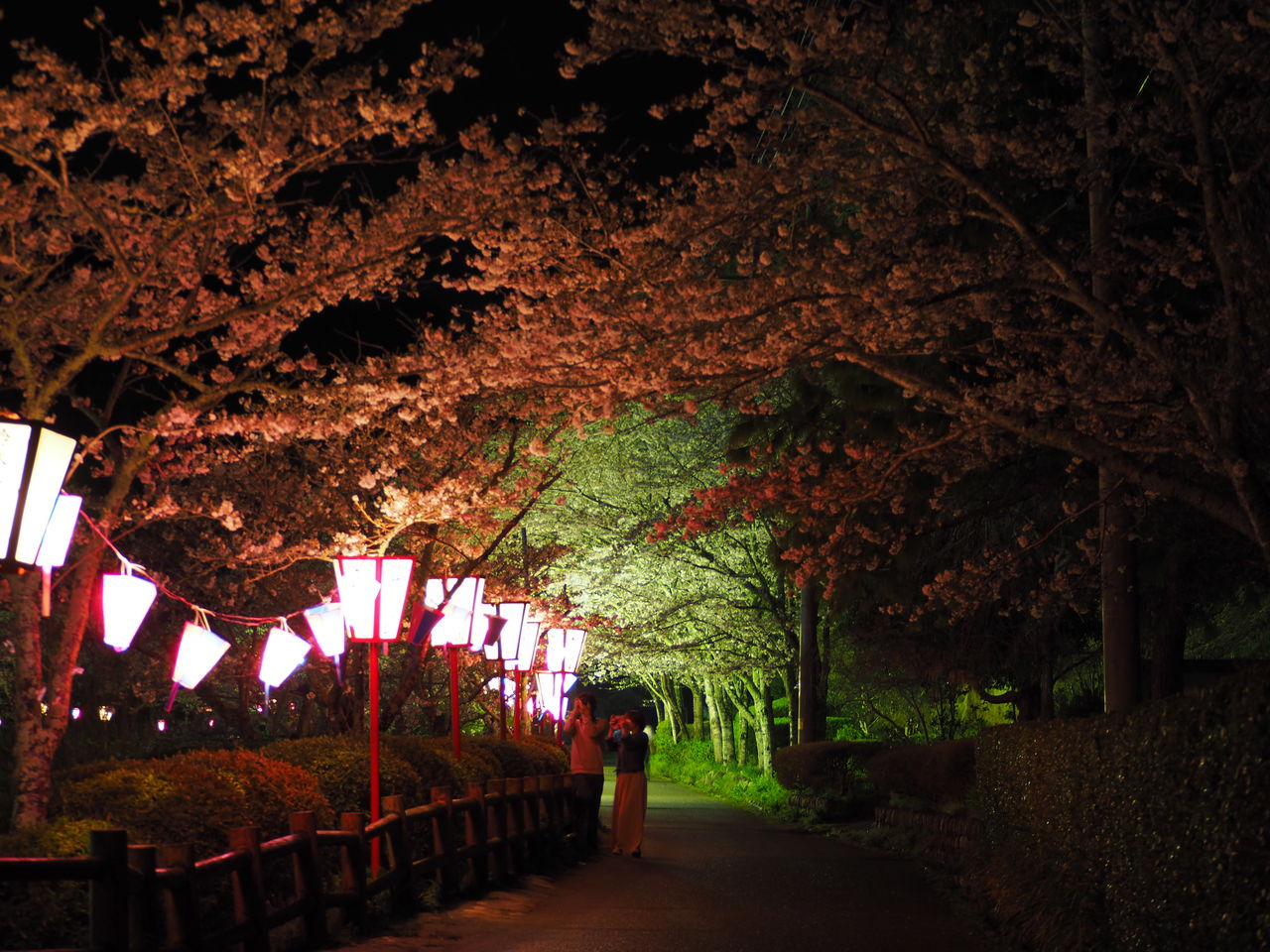 13日目 4月9日 茂原公園 夜 桜 ライトアップ 自転車日本一周生存報告