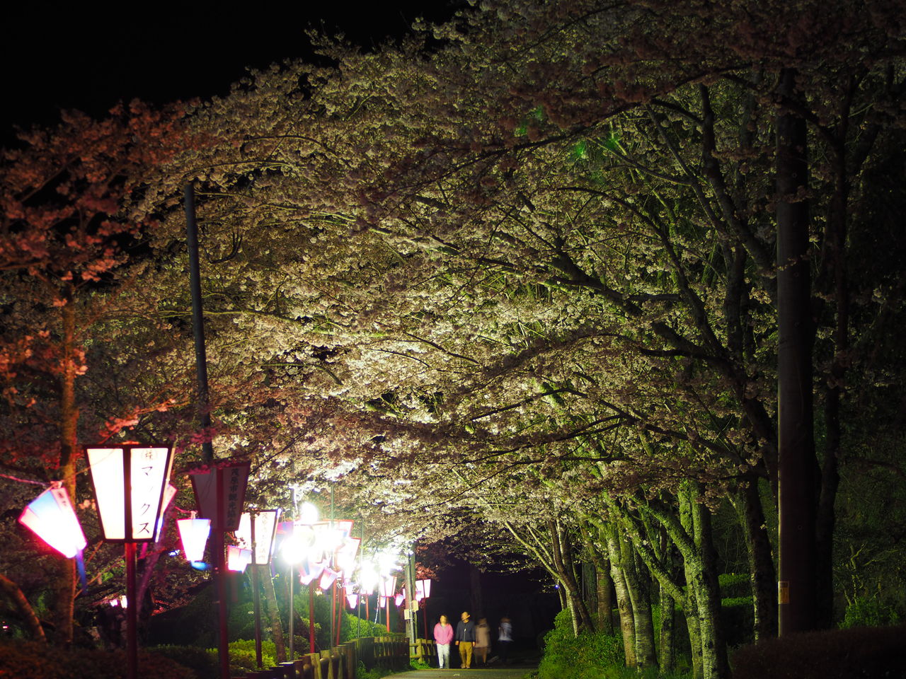 13日目 4月9日 茂原公園 夜 桜 ライトアップ 自転車日本一周生存報告