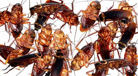 珍味 ゴキブリ 養殖する中国の男性をcnnが特集 写真アリ ギャグかよ速報