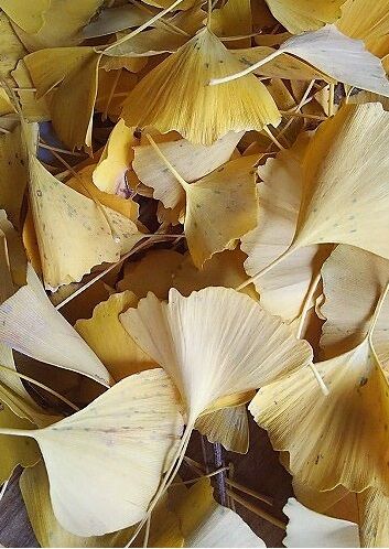 ず っと田舎暮らし 悪戦苦闘のイチョウの葉