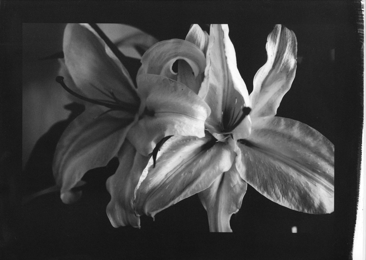 Platinum Print プラチナ プリント 日日保谷通信