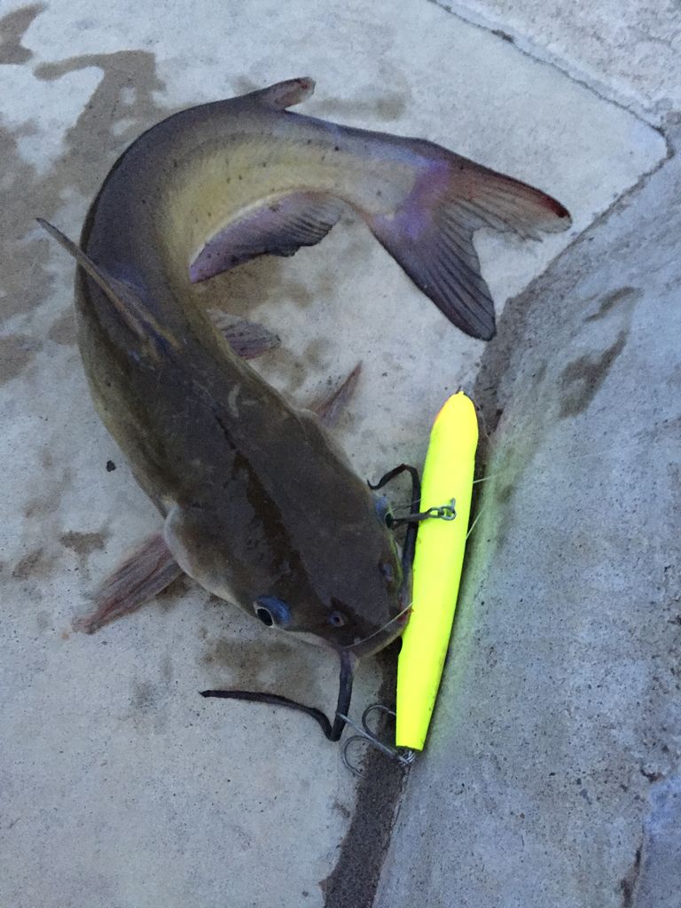 スネコン試投中に つい始めたくなるアウトドア