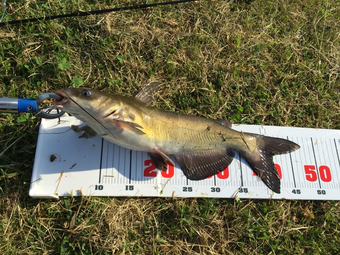 16 06 04 霞ヶ浦 アメリカナマズ つい始めたくなるアウトドア 16 06 04 霞ヶ浦 アメリカナマズ つい始めたくなるアウトドア