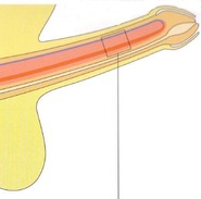 physiology of erection1-crop