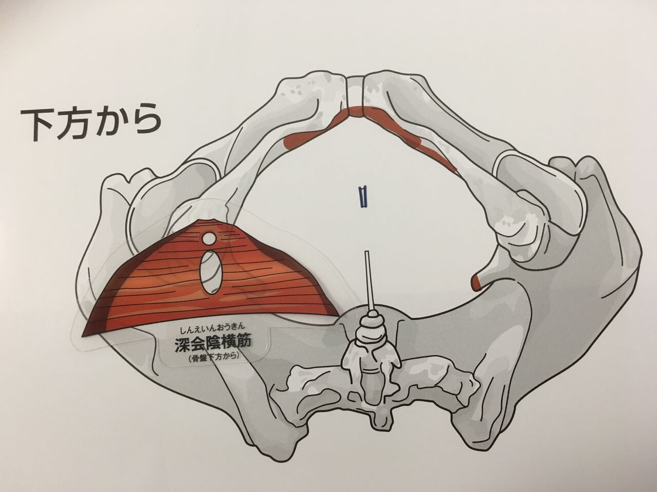 からだの白地図を実際に使ってみよう 深会陰横筋編93 福岡で筋膜のことなら筋膜 温熱療法院へ