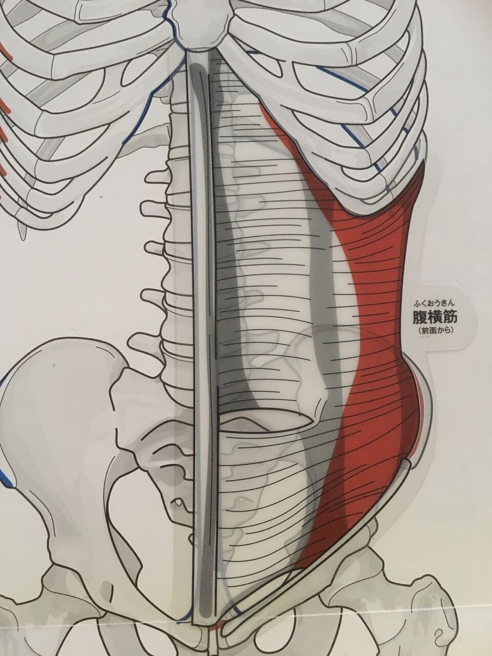 からだの白地図を実際に使ってみよう 深会陰横筋編93 福岡で筋膜のことなら筋膜 温熱療法院へ
