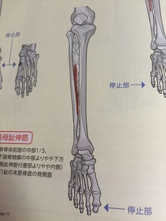 長母趾伸筋