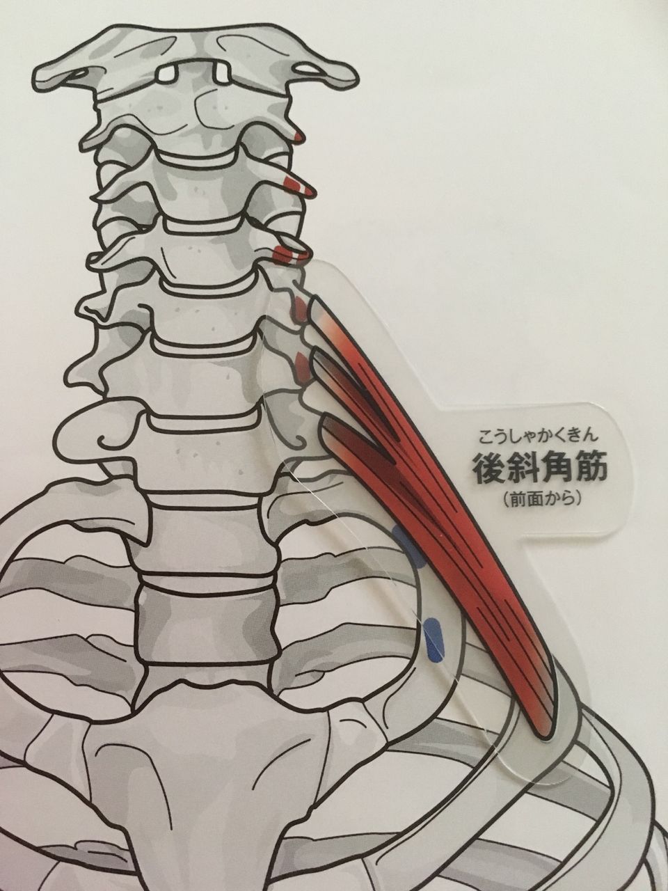 からだの白地図を実際に使ってみよう 外尿道括約筋編94 福岡で筋膜のことなら筋膜 温熱療法院へ