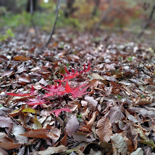 最適なタイミングで紅葉狩りに行けました!