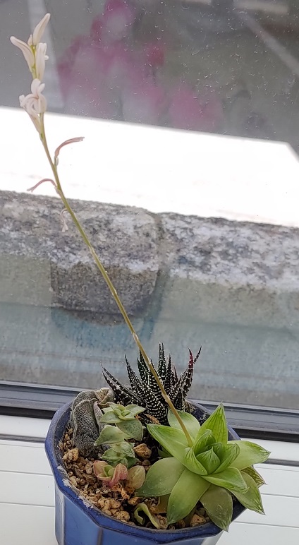 ハオルチアが開花しました