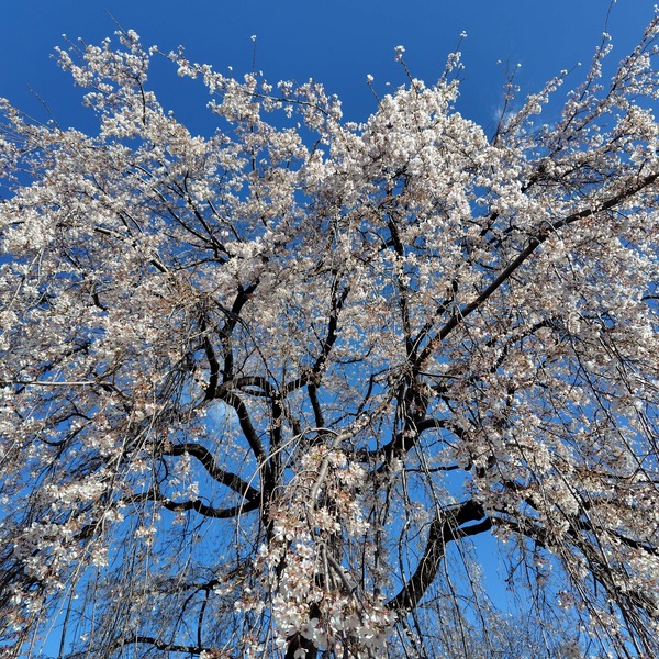 お花見してたら珍しい小鳥を発見