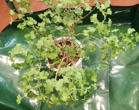 ペラルゴニウムの植え替えをしました
