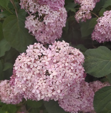 荻窪公園の紫陽花を見に行きました