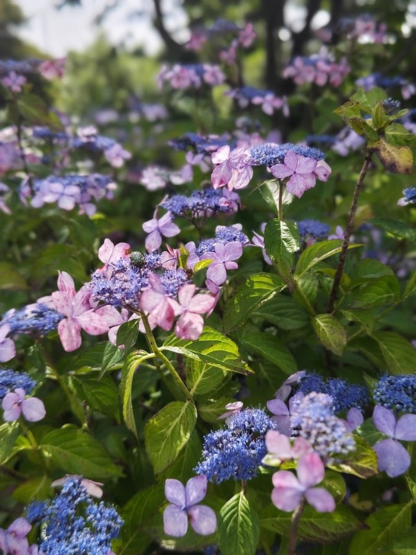 紫陽花を見に荻窪公園へ