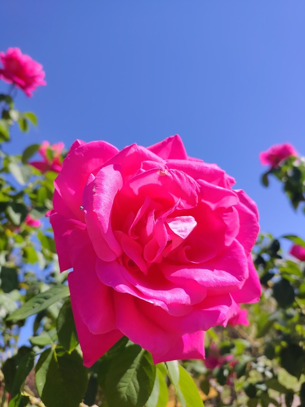 秋ばらを見にばら園にいってきました