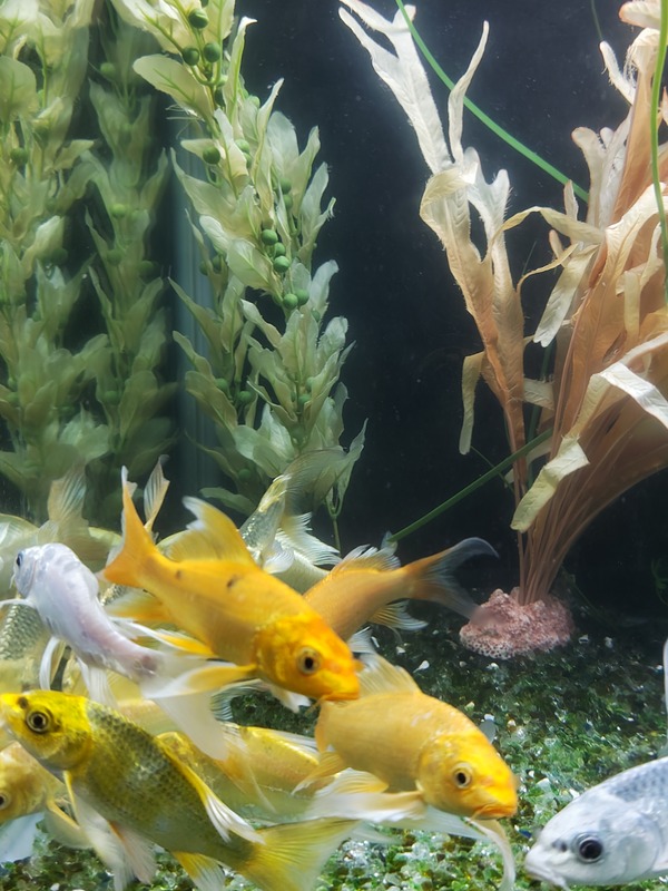 ふしぎな水族園に行ってきました