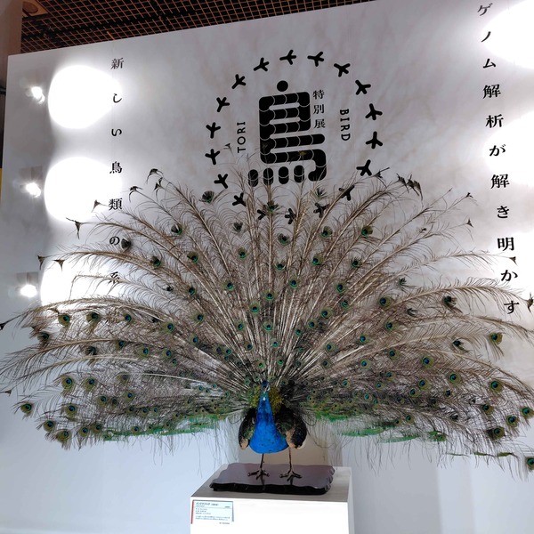 国立科学博物館 特別展「鳥」