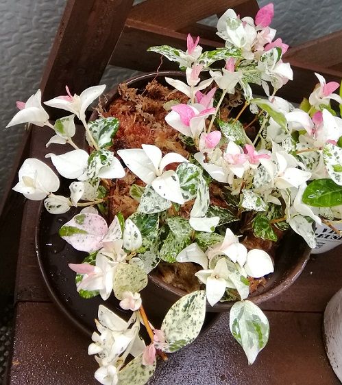 色彩豊かな観葉植物たち