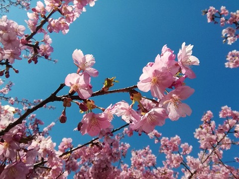 群馬三大梅林のひとつ「箕郷梅林」へ！