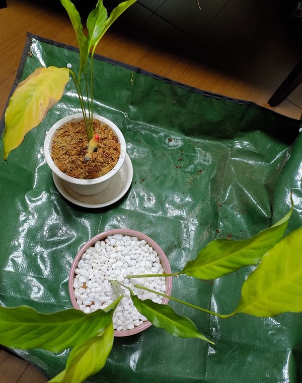 スパティフィラムの植え替え作業