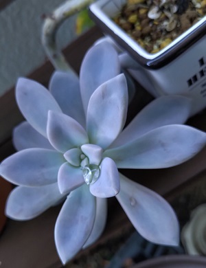 冬も綺麗な多肉植物