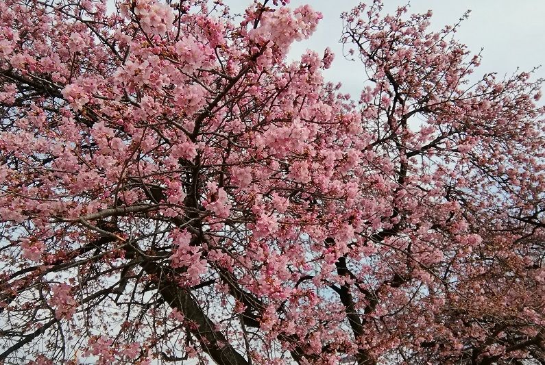 河津桜が見頃でした