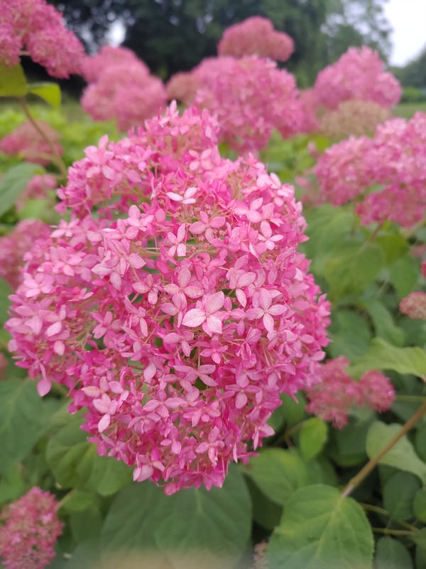 荻窪公園まで紫陽花を見に……