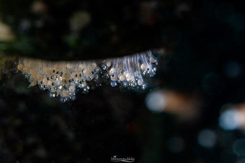 BM3A1288-Edit