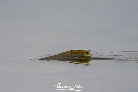 _DSC0106