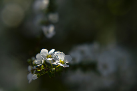 _DSC0014