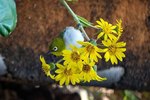 DSC03664