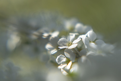 _DSC0033