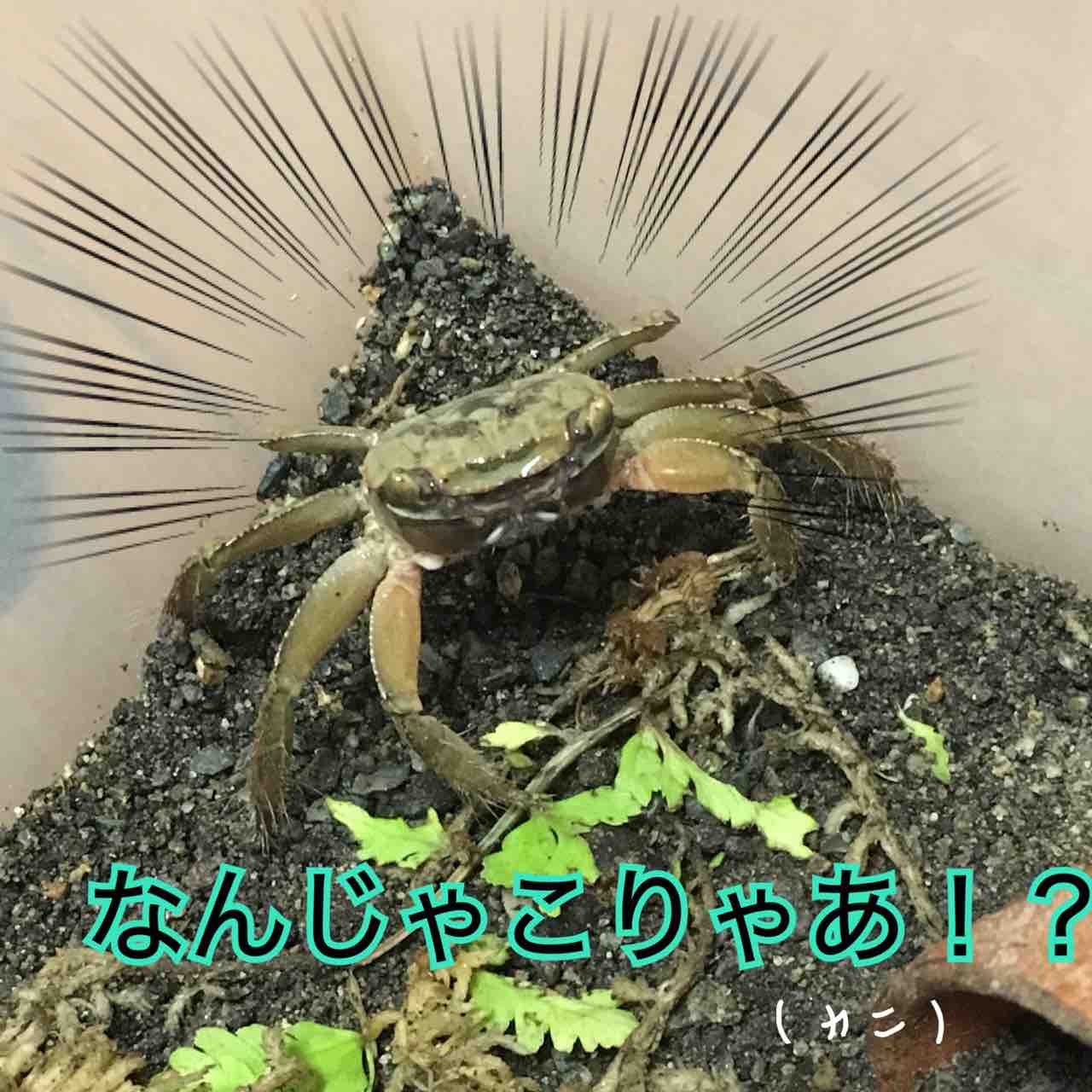 クロベンケイガニ 食用じゃないほうの蟹ブログ クロベンケイガニ 食用じゃないほうの蟹ブログ