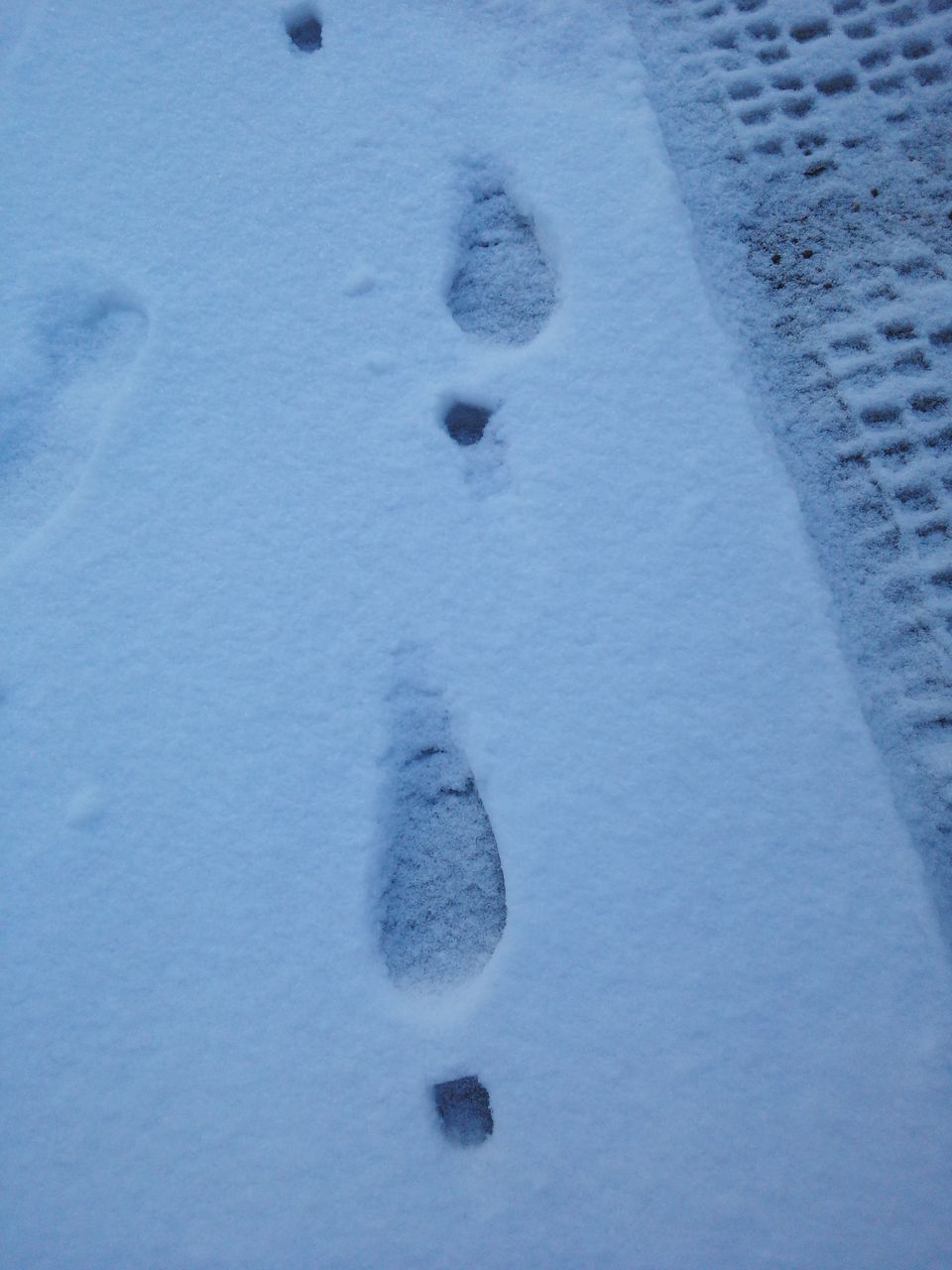 雪に残っているサイン 足跡等 木の殿堂 ブログその2 雪に残っているサイン 足跡等 木の殿堂 ブログその2