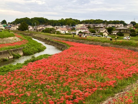 ヒガンバナ全景