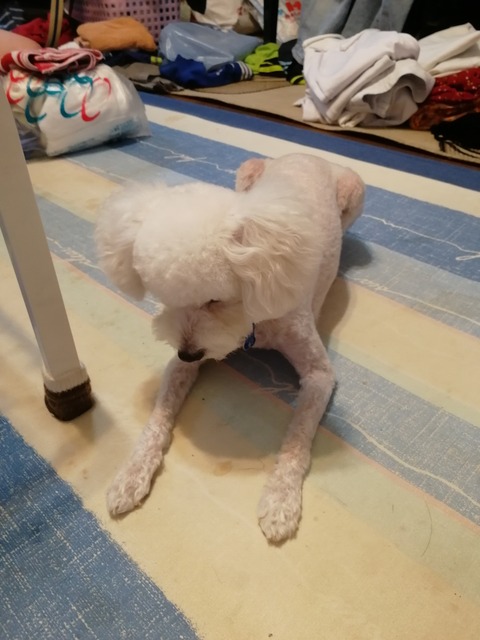 IMG_20181008_055324[1]