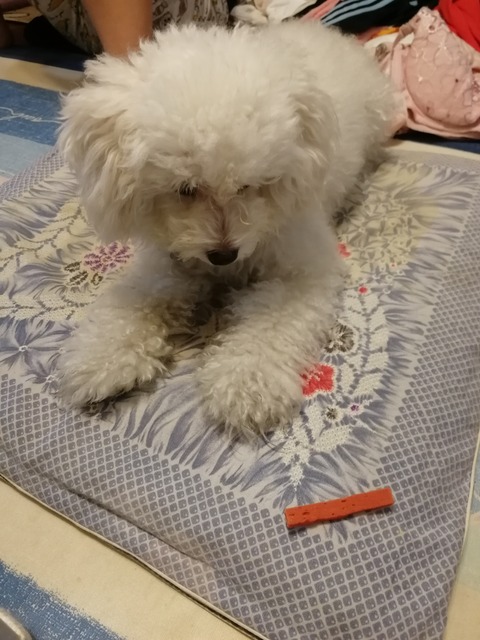 IMG_20181007_075654[1]