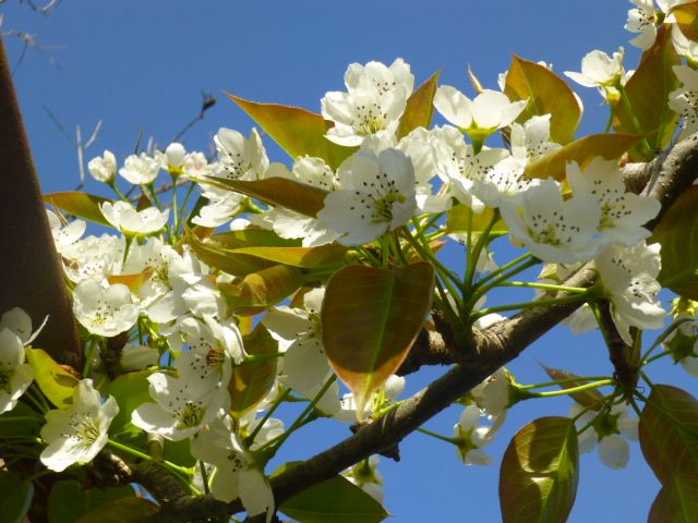 4 10 梨の花が咲く いわたしんいち