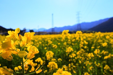 2日目 菜の花畑散策_170603_0019