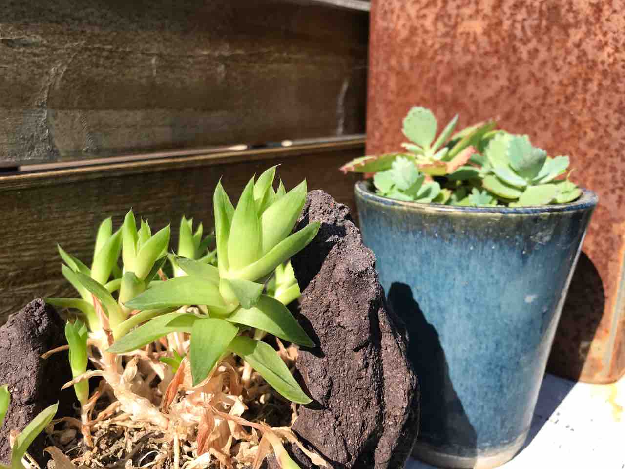 なんだかなぁ 地球に生まれて